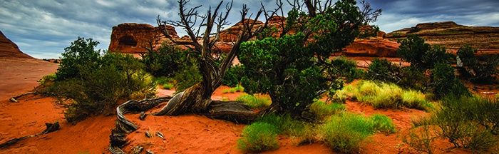 GAL ARID CLING 36X11&quot;