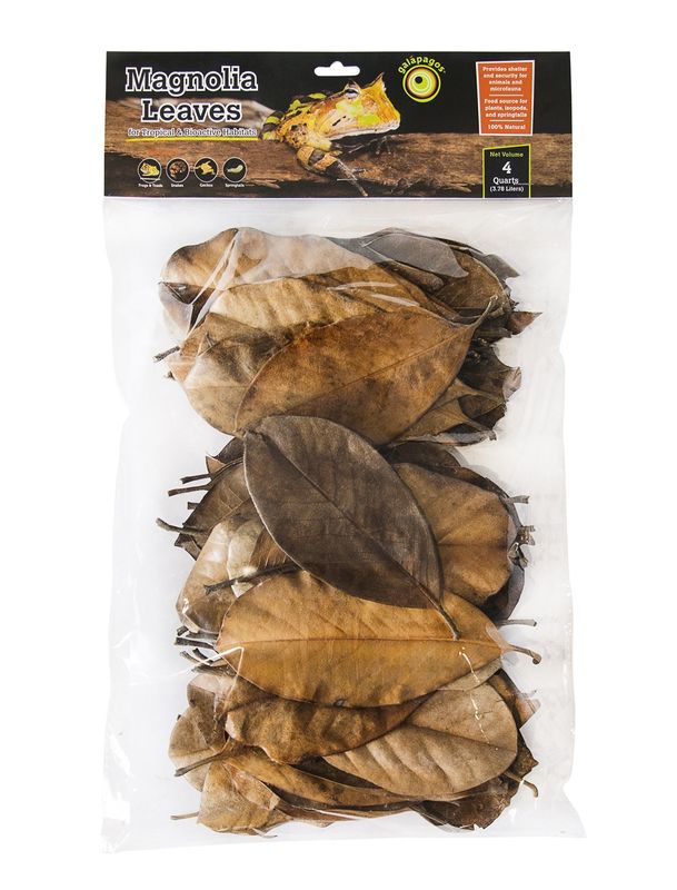 GAL MAGNOLIA LEAVES