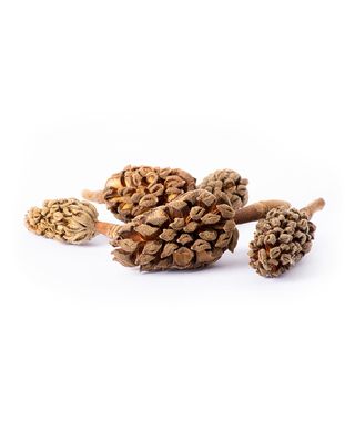 GAL MAGNOLIA SEED PODS 5 CT