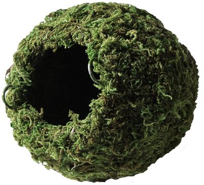 GAL MOSSY CAVE 6 IN GREEN