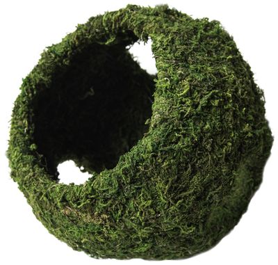 GAL MOSSY CAVE W HOLES 7.5&quot;