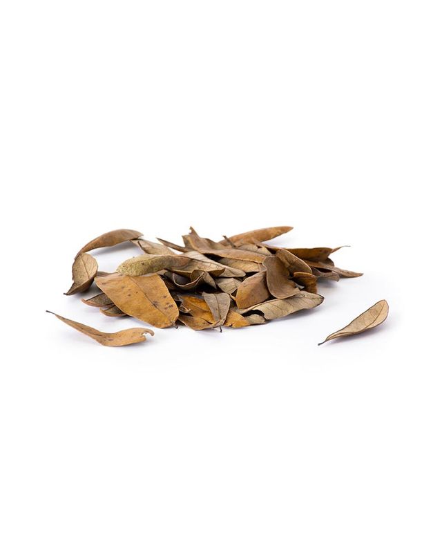 GAL OAK LEAVES