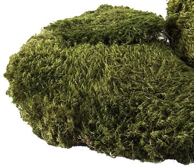 GAL PILLOW MOSS 4 QT