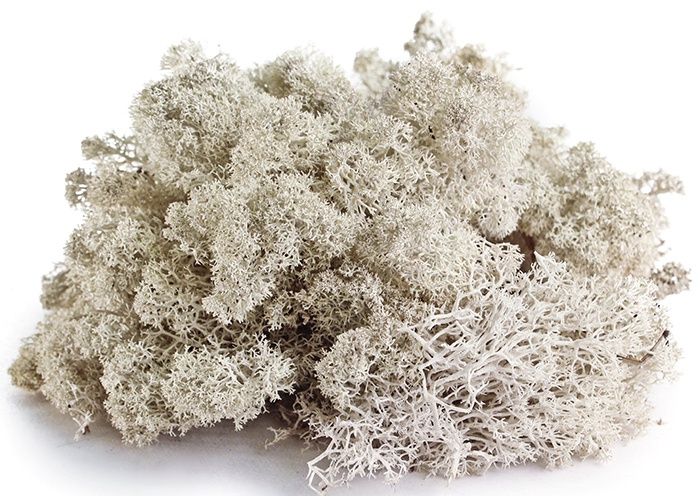 GAL REINDEER MOSS 150 CU IN