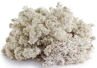 GAL REINDEER MOSS 150 CU IN