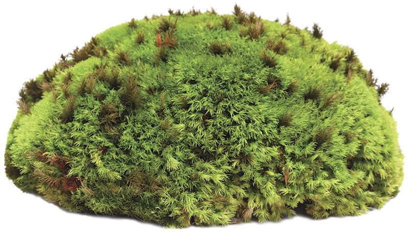 GAL ROYAL PILLOW MOSS 8 QT