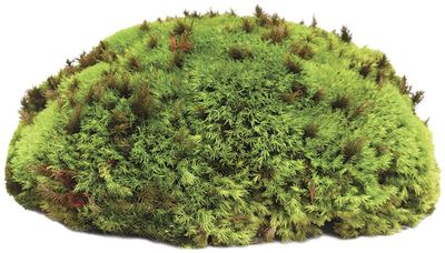 GAL ROYAL PILLOW MOSS 8 QT