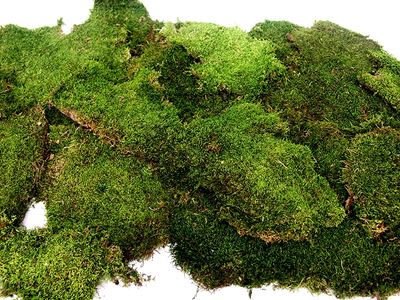 GAL SHEET MOSS 8 QT