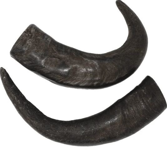 PKP WATER BUFFALO HORN MEDIUM