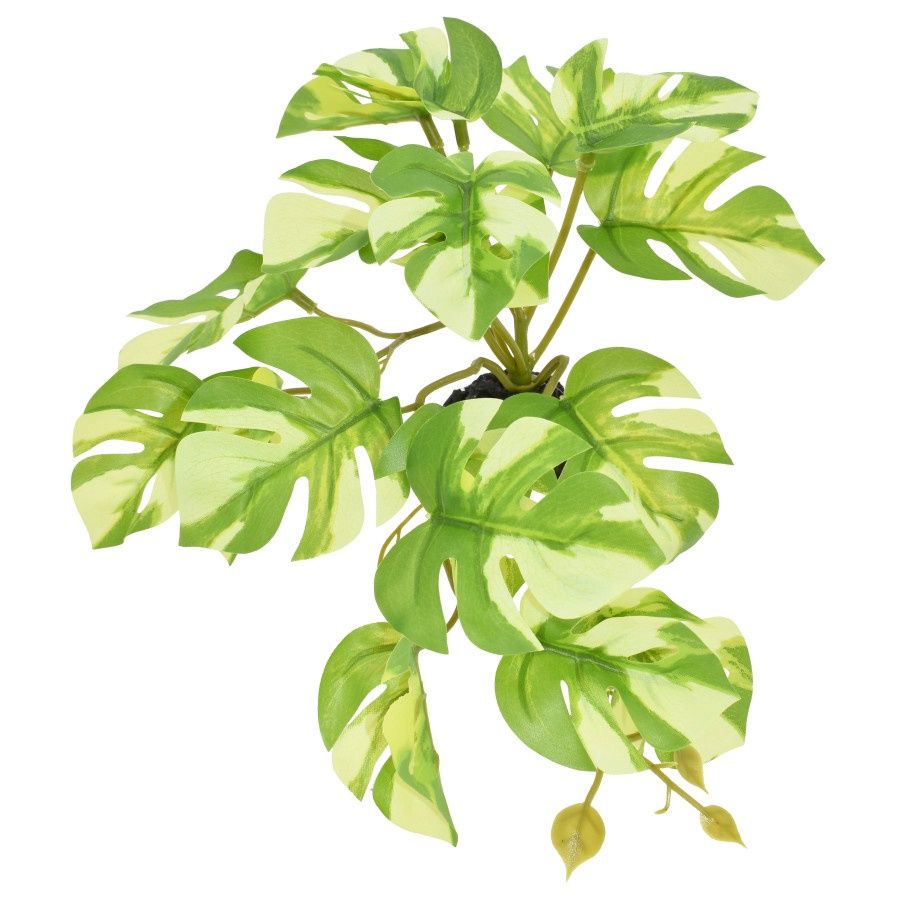 KOMODO VARIEGATED MONSTERA STANDING SM