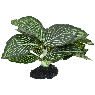 KOMODO FITTONIA STANDING SM