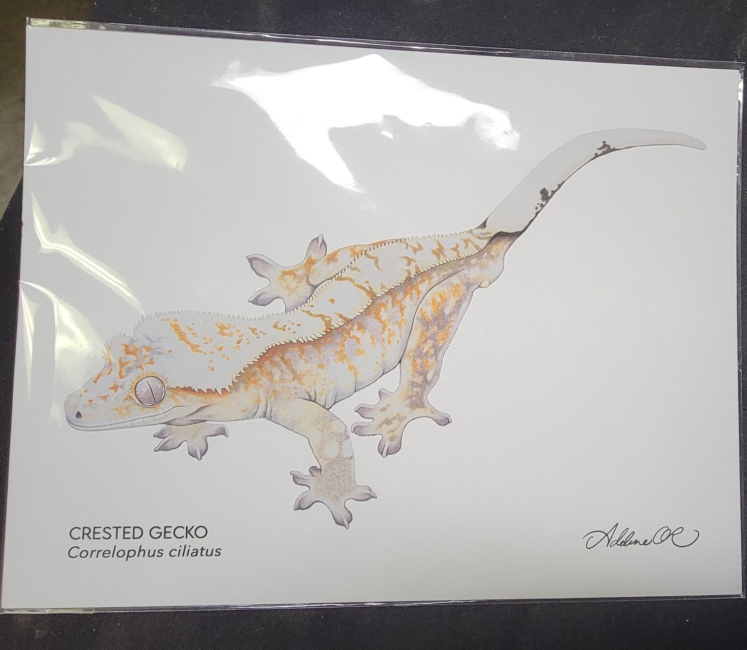 AR PRINT CRESTED GECKO