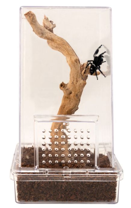 ZOO MED CREATURES JUMPING SPIDER KIT