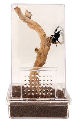 ZOO MED CREATURES JUMPING SPIDER KIT