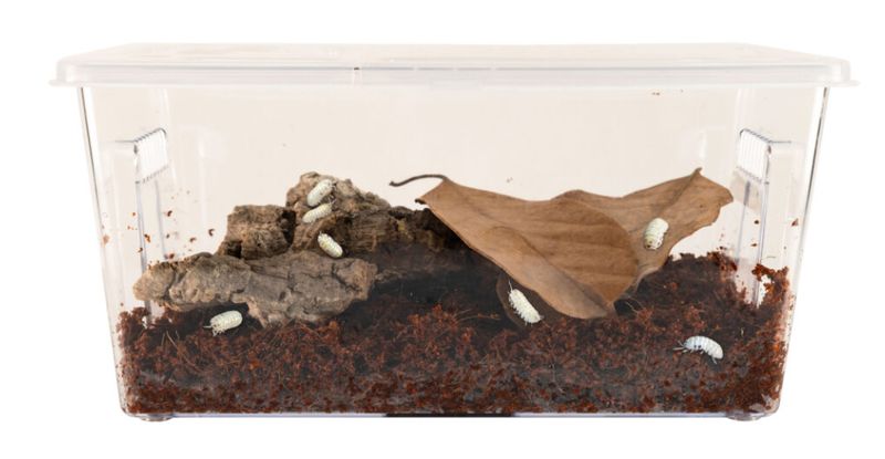 ZOO MED CREATURES ROLY POLY KIT