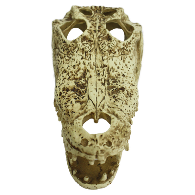 KOMODO ALLIGATOR SKULL