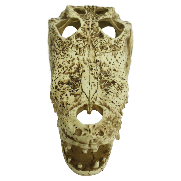 KOMODO ALLIGATOR SKULL