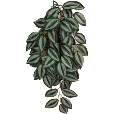 KOMODO PLANT ZEBRINA SM