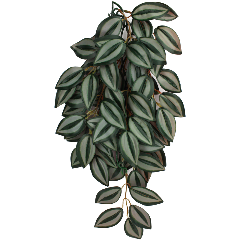 KOMODO PLANT ZEBRINA SM