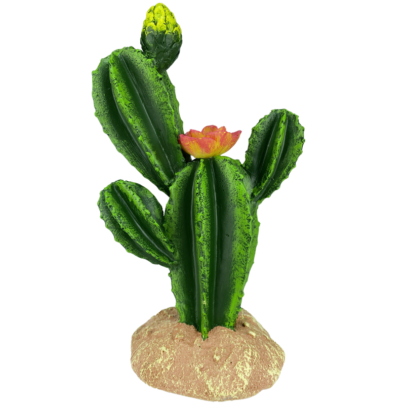 KOMODO PLANT CACTUS W/ FLOWER
