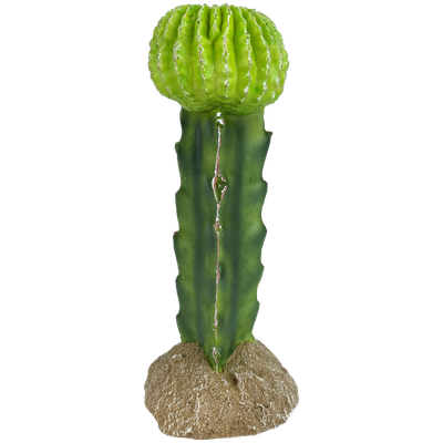 KOMODO PLANT MOON CACTUS