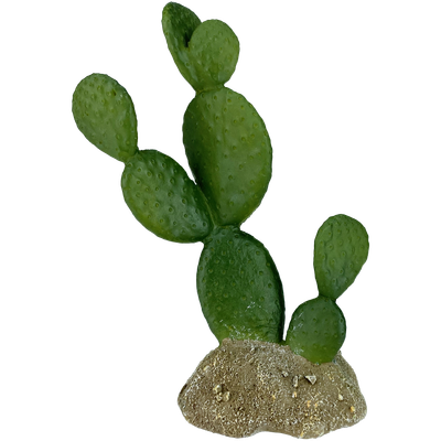 KOMODO PLANT FLATLEAF CACTUS