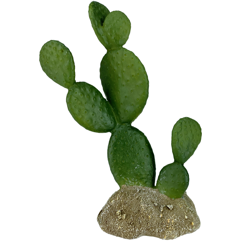 KOMODO PLANT FLATLEAF CACTUS