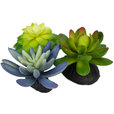 KOMODO SUCCULENT 3PK BLUE/GREEN