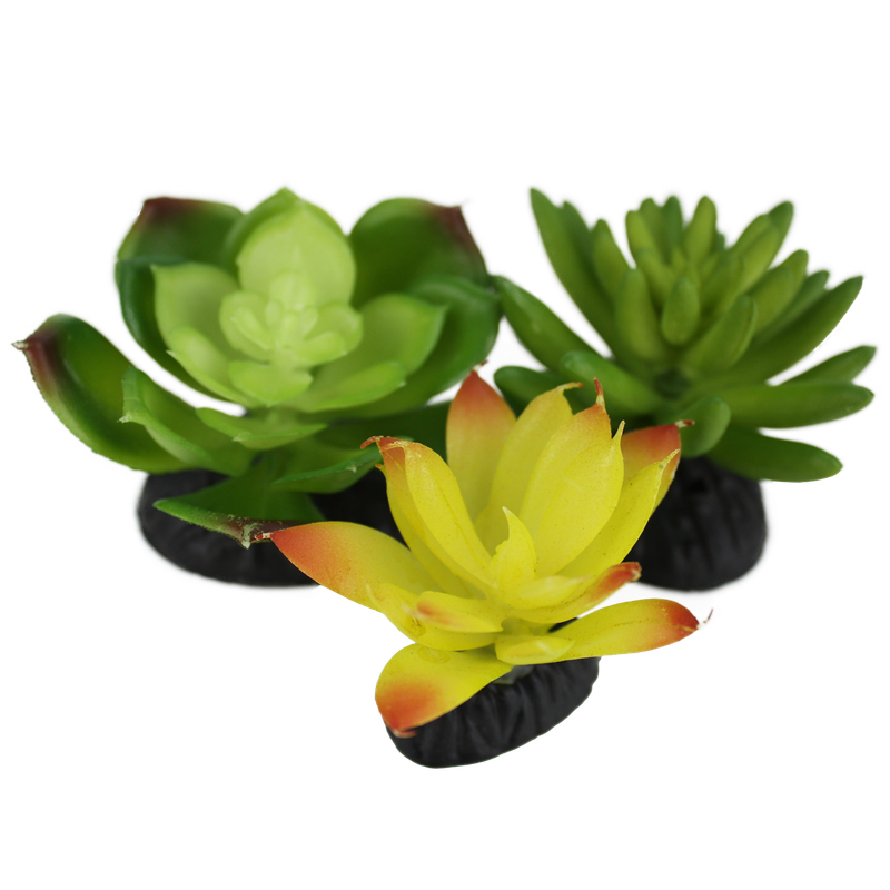 KOMODO SUCCULENT 3PK YELLOW/GREEN