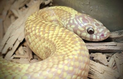 SNAKES
