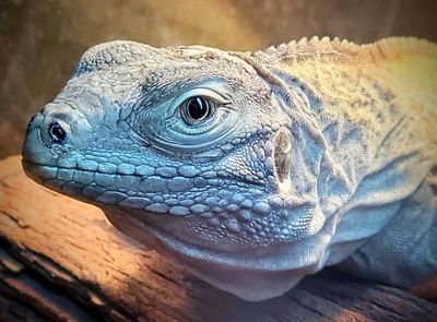 LIZARDS