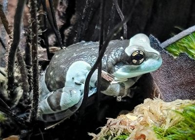 AMPHIBIANS