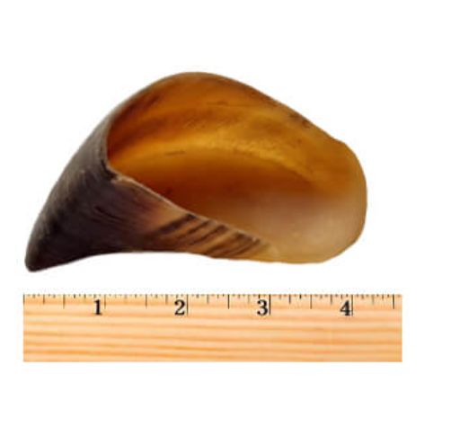 SUPERCAN COW HOOVES