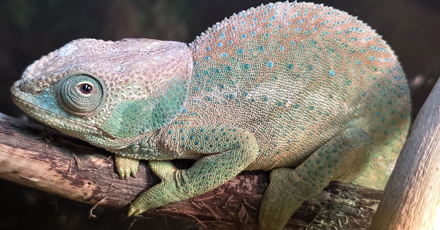 O'Shaunessy Chameleon