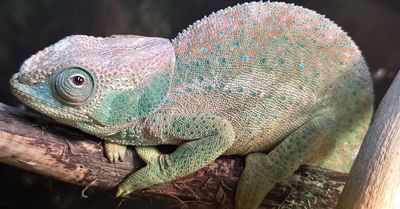 O'Shaunessy Chameleon