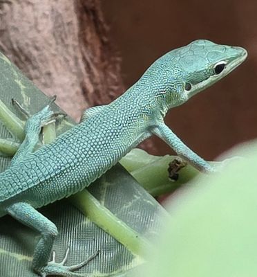 Sakishima Grass Lizard