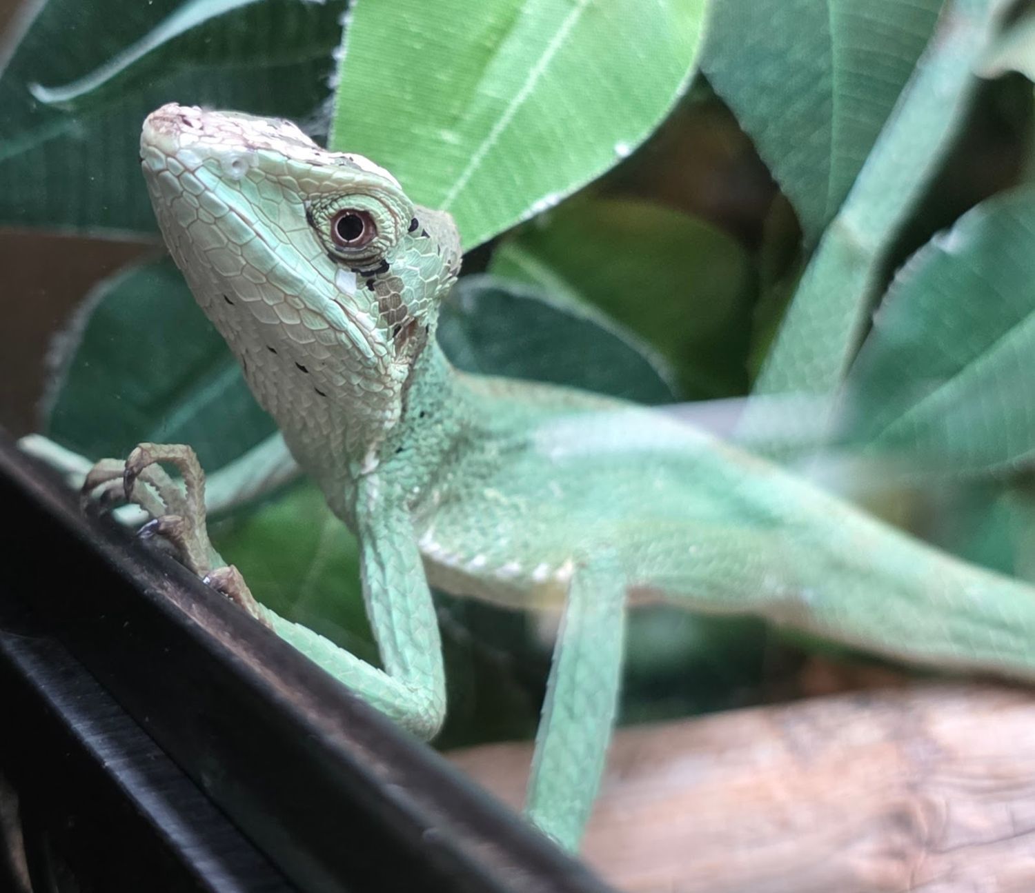 Casque Head Lizard