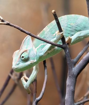 Veiled Chameleon