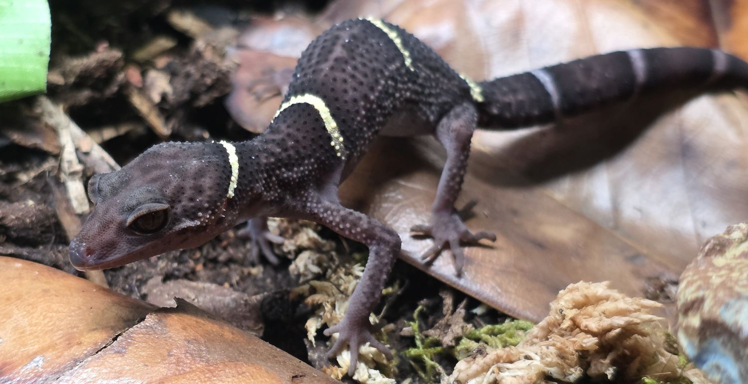 Chinese Cave Gecko