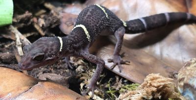 Chinese Cave Gecko
