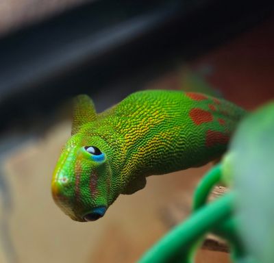 Gold Dust Day Gecko