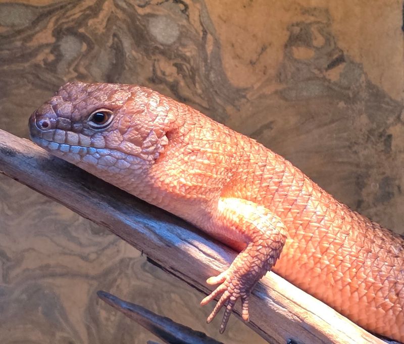 Gidgee Skink