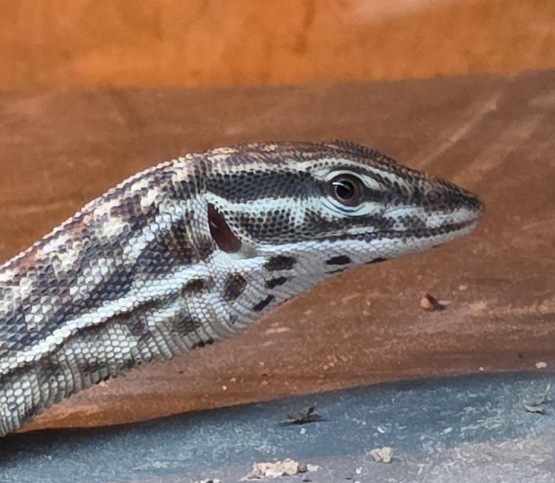 Ackie Monitor