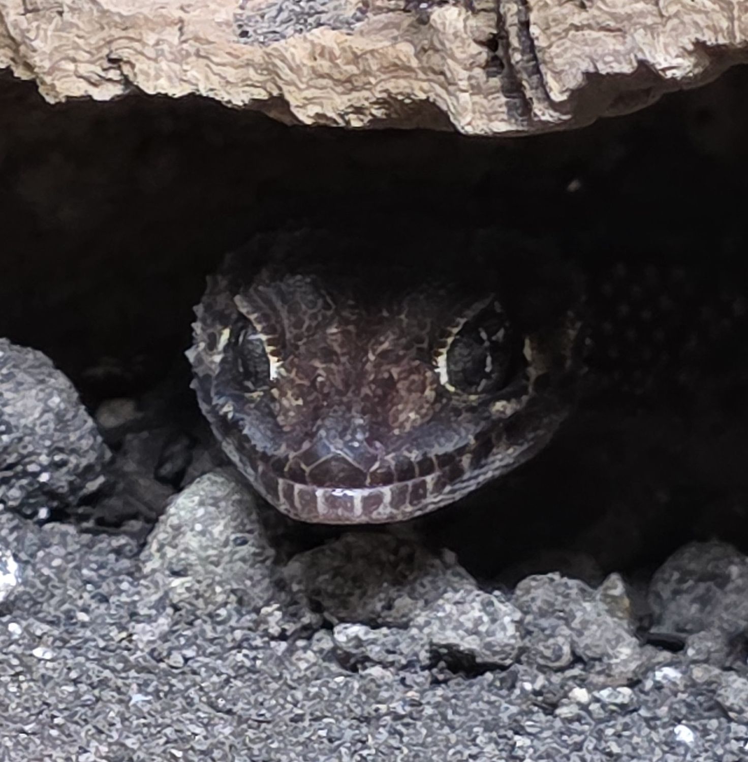 Pictus Gecko
