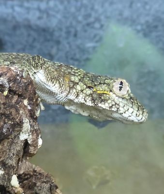 Chameleon Gecko