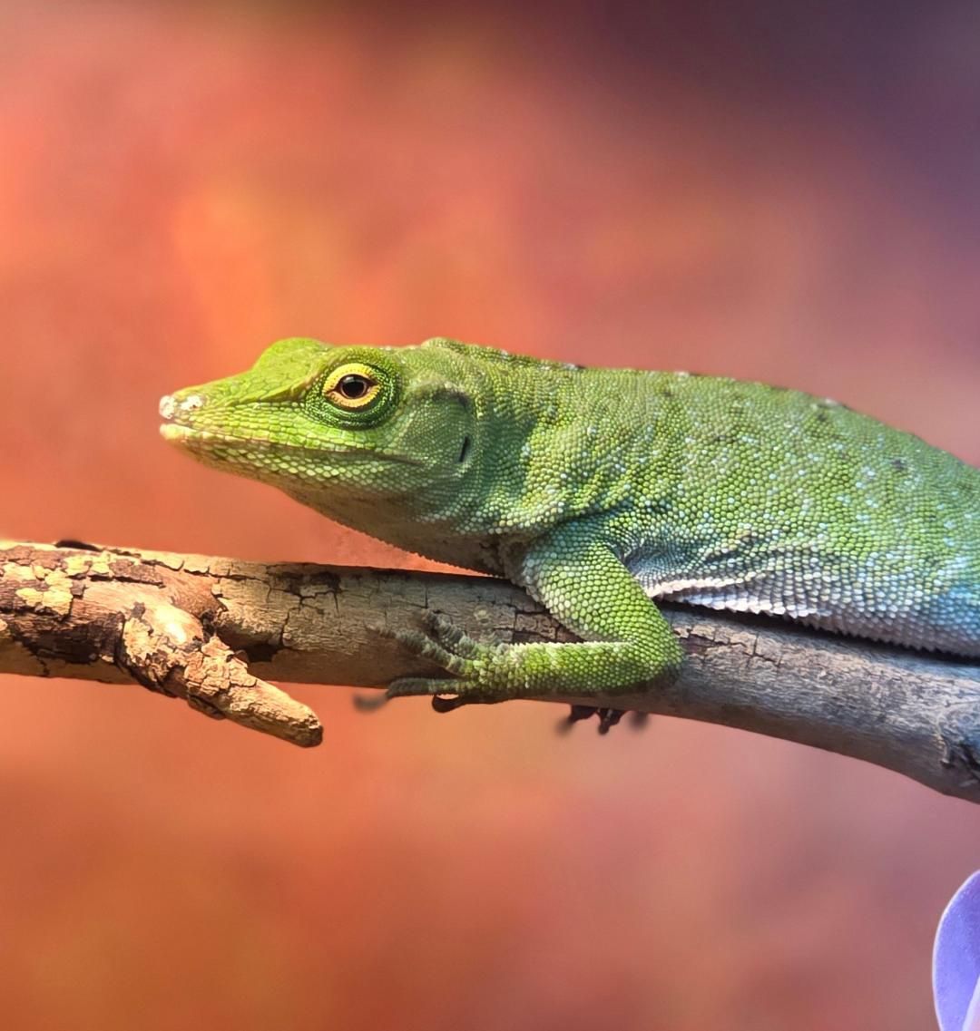 Neotropical Anole