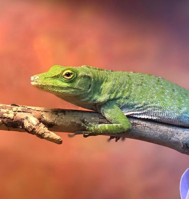 Neotropical Anole