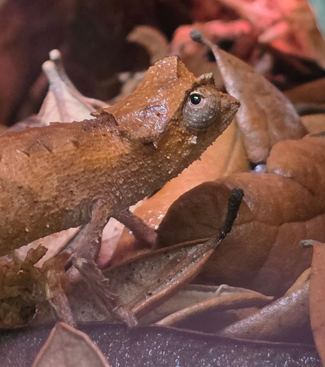 Plated Leaf Chameleon