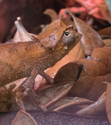 Plated Leaf Chameleon