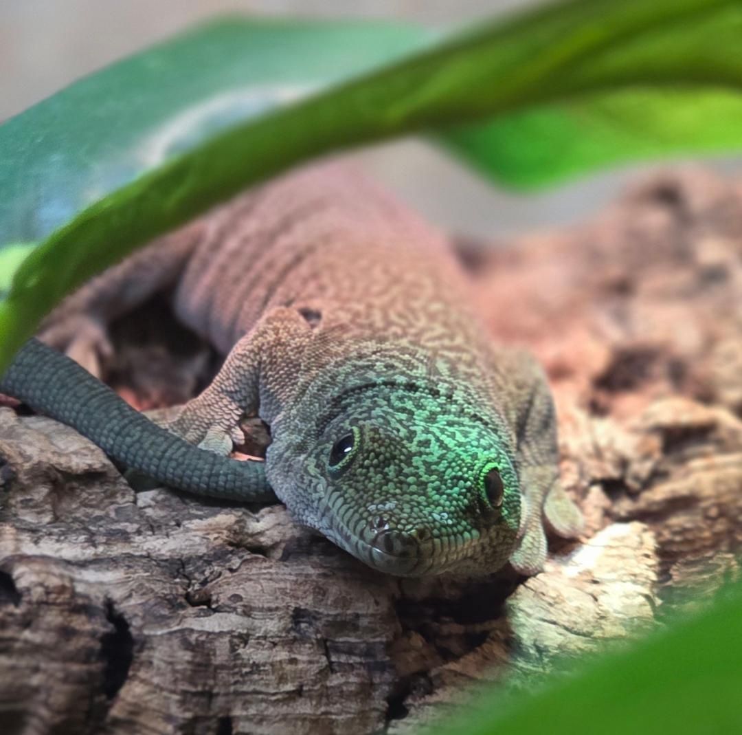 Standing's Day Gecko